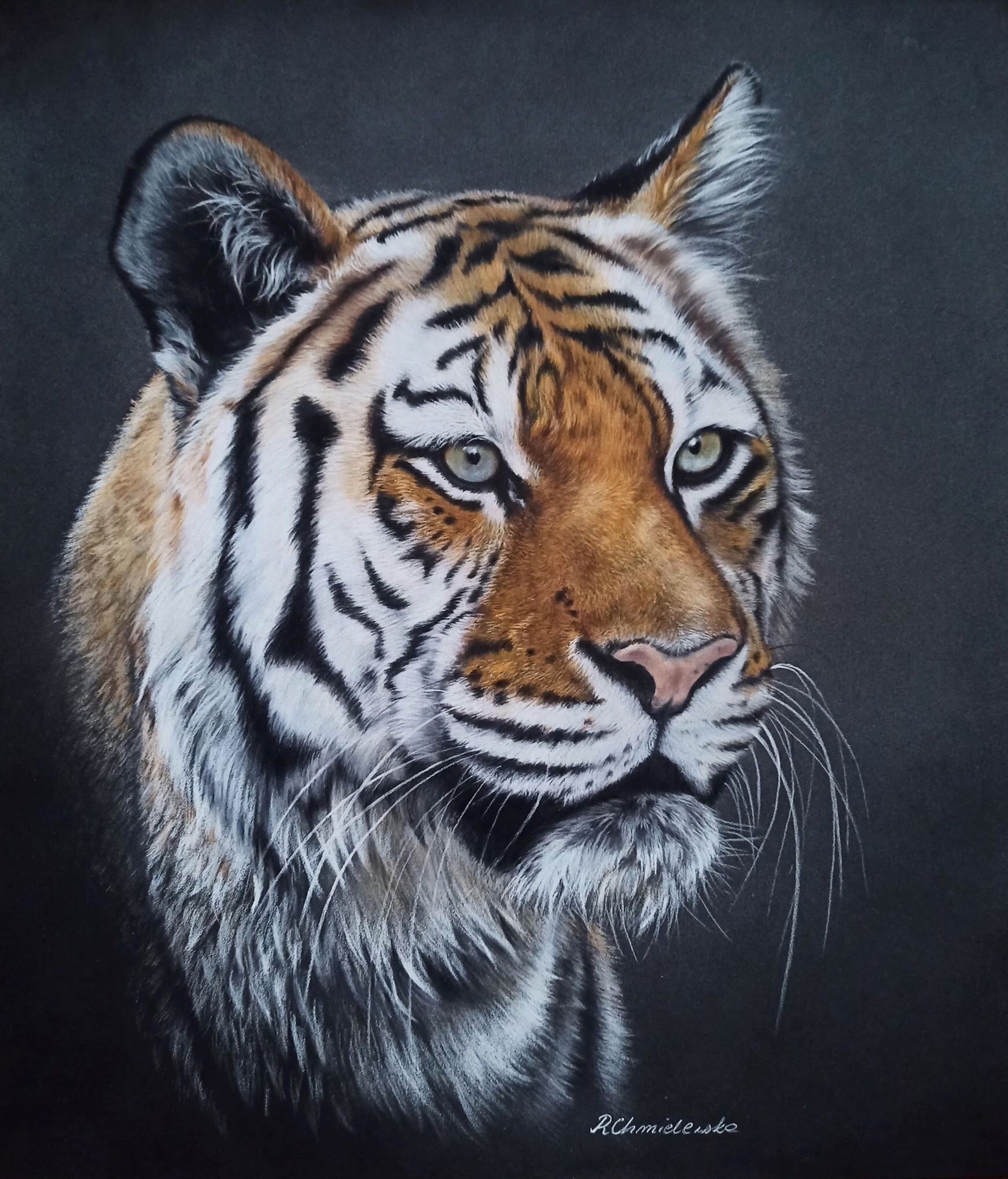 Tiger in pastel pencils, 40x45cm, 500PLN