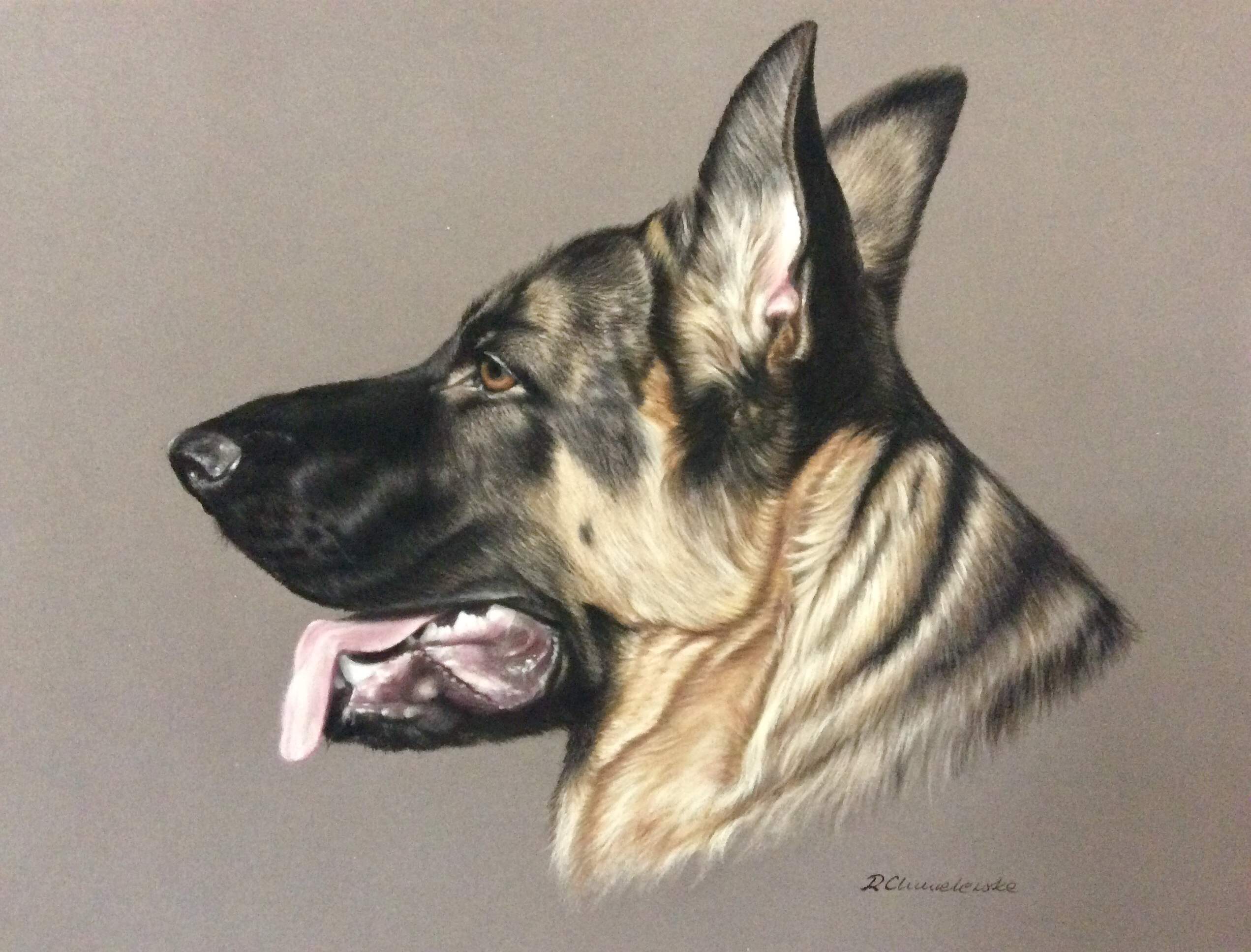 Portret owczarka niemieckiego wykonany kredkami pastelowymi 40x30cm, 450zł