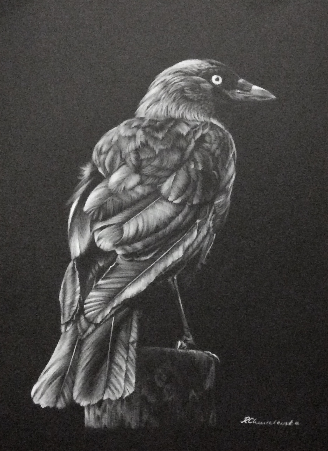 White pencil, Jackdaw, 30x40cm, 300PLN